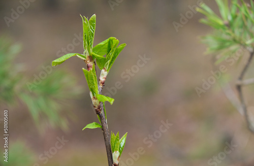 Close up of tree branches with blooming green leaves on a green background