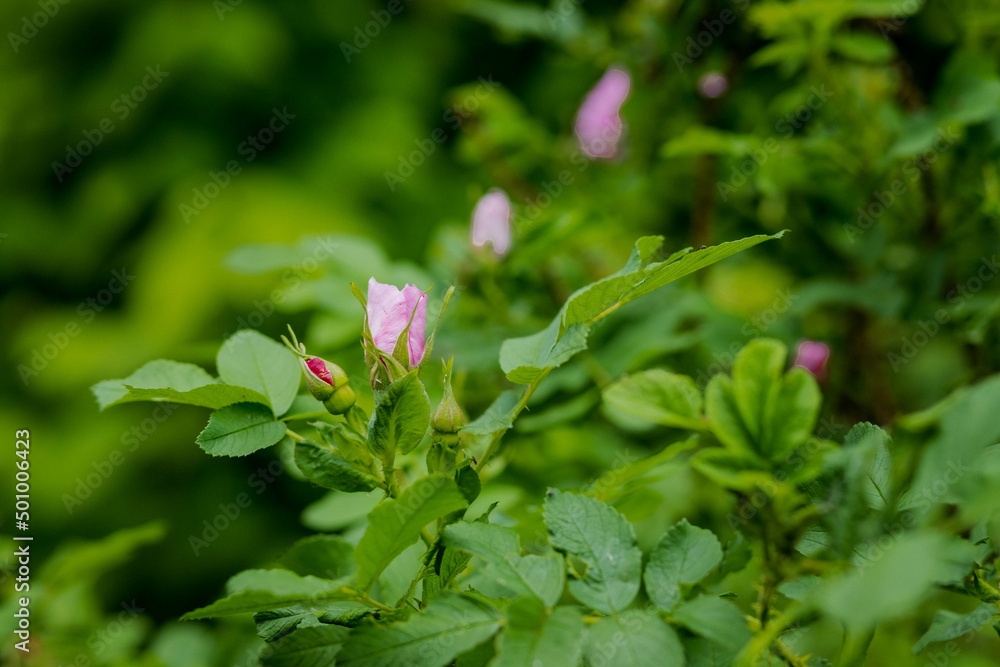 light rose white flower of a wild rose dogrose against a background of green leaves. Free space for text. Greeting card.Selective focus on rosehip bud.wild rose bush light rose white flower of a wild rose dogrose against a background of green leaves. Free space for text. Greeting card.Selective focus on rosehip bud.wild rose bush