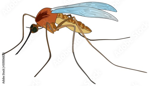 cartoon mosquito flying insect animal vector drawing harmful creature spreading malaria disease and epidemics a comic character fly wings on isolated background gnat object icon symbol logo concept