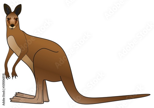 kangaroo standing looking vector illustration on isolated white background australian mammal animal vertebrate wildlife in australia island cartoon character object logo icon symbol sign illustration 
