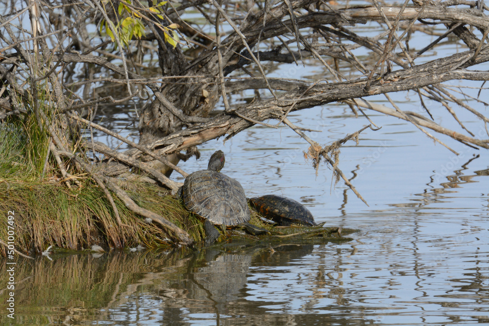 Red eared slider turtles basking in sunlight on lake island Red eared slider turtles basking in sunlight on lake island
