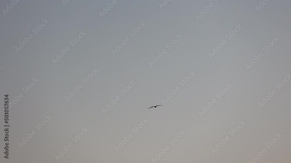 Seagull flying against the blue sky. Seagull flying against the blue sky.