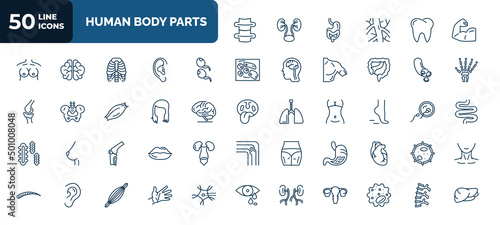set of 50 human body parts web icons in outline style. thin line icons such as spine bone, muscular arm, two spermatozoon, blood vessel, woman dark long hair, tiptoe feet, kneecap, stoh with