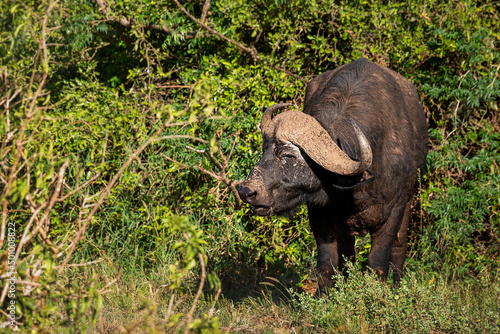 African buffalo in Tsavo National Park  Kenya.