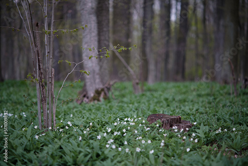 Selective focus of tree stump in floodplain forest with wild garlic and anemones. Undergrowth of bear garlic in the hardwood forest with deciduous trees and stumps.