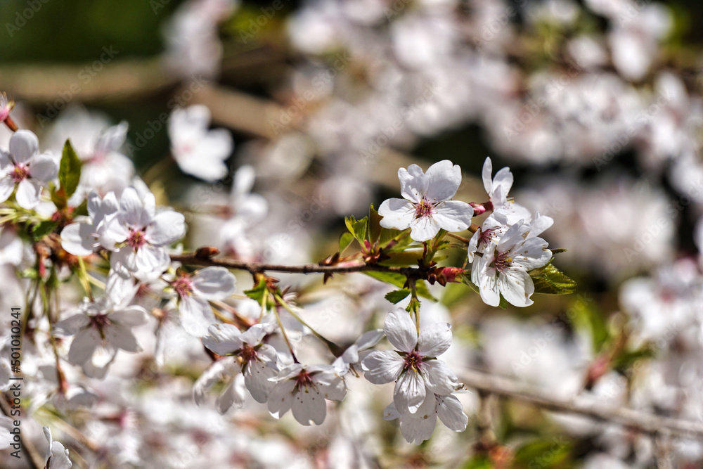 Blossom white japanese cherry tree - close-up on a branch Blossom white japanese cherry tree - close-up on a branch