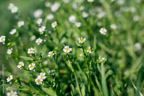 Small white flowers on a green blurred grass background. Wildflowers floral background.