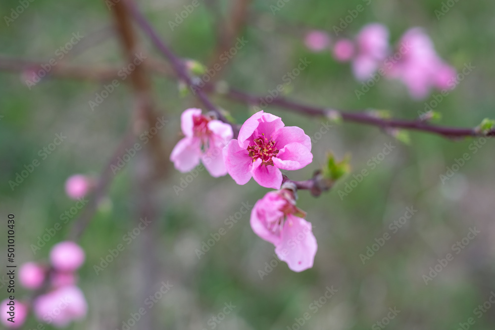 Opened pink peach flowers on a young tree in spring. Gardening and plant care. Opened pink peach flowers on a young tree in spring. Gardening and plant care.