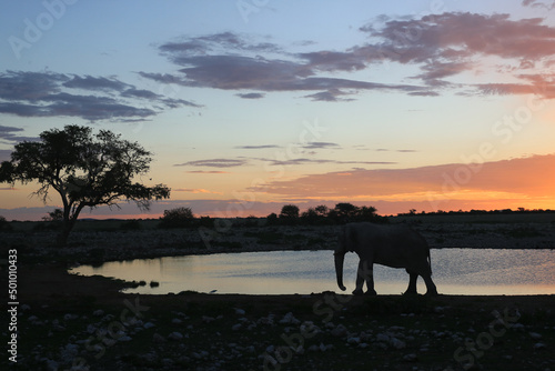 Elephant silhouette at Okaukuejo waterhole at sunset, Etosha National Park, Namibia