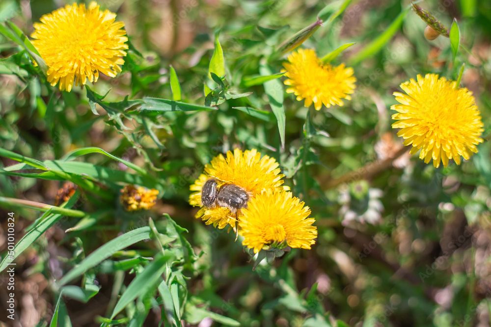 Pair of hairy flying insects on yellow dandelion flowers. Spring season. Pair of hairy flying insects on yellow dandelion flowers. Spring season.