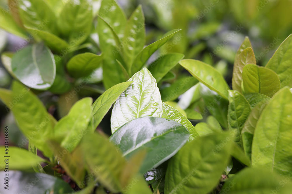 Obraz premium Salad from garden leaves or houseplants for flowerpots