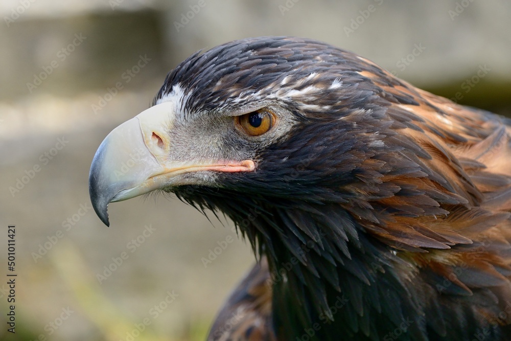 Fototapeta premium Keilschwanzadler (Aquila audax), Gehegeaufnahme.