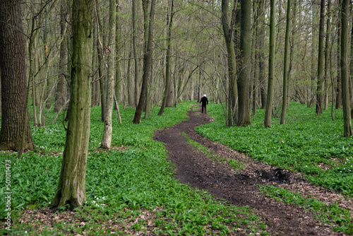 A silhouette of a man walking on a path in a floodplain forest with wild garlic. A man walking on a forest path in a floodplain hardwood forest with wild garlic. Medical walk in nature. © Jan
