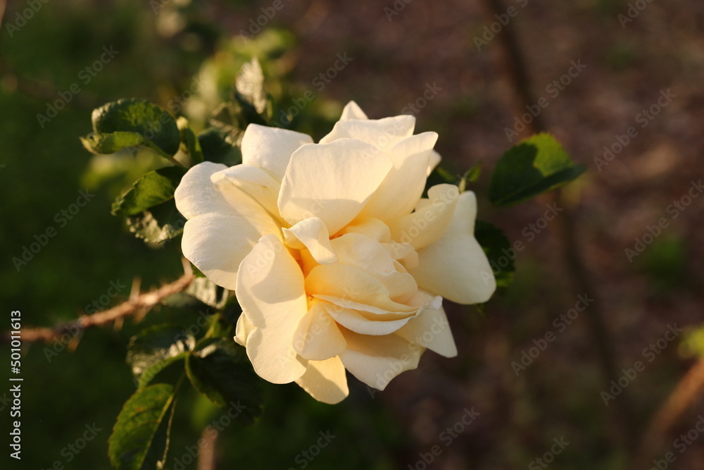 White Rose Closeup Macro Early Spring White Rose Closeup Macro Early Spring