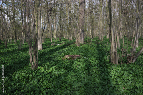 Selective focus of tree stump in floodplain forest with wild garlic and anemones. Undergrowth of bear garlic in the hardwood forest with deciduous trees and stumps. © Jan