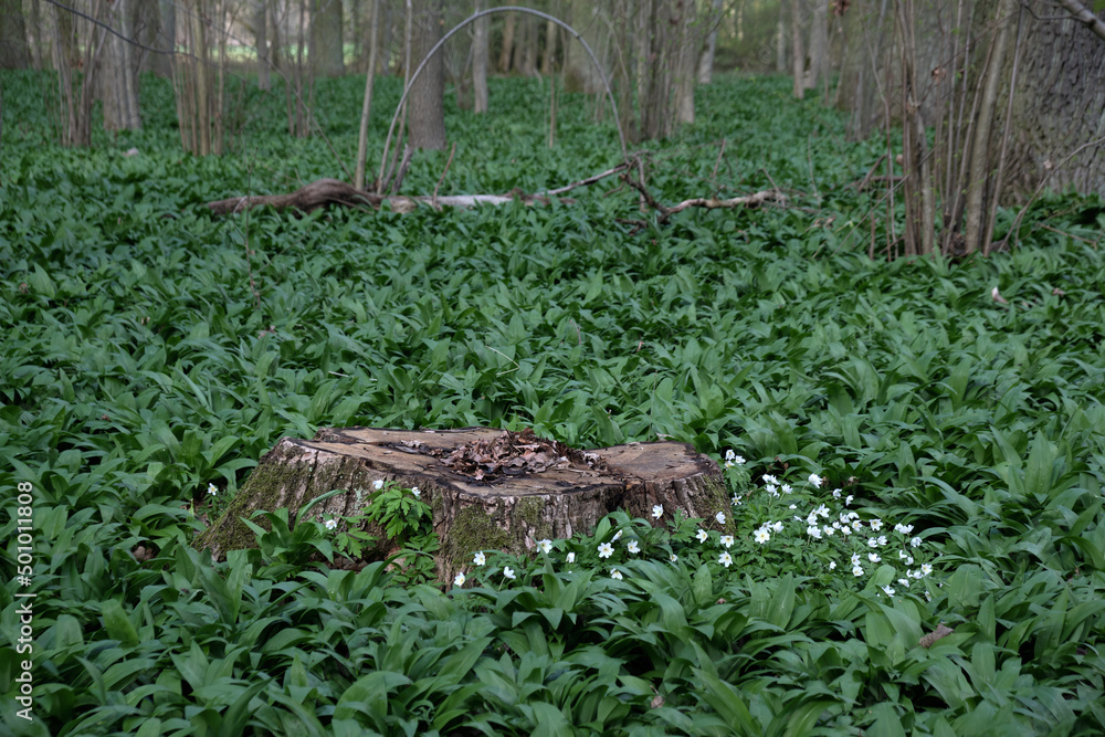 Selective focus of tree stump in floodplain forest with wild garlic and anemones. Undergrowth of bear garlic in the hardwood forest with deciduous trees and stumps. Selective focus of tree stump in floodplain forest with wild garlic and anemones. Undergrowth of bear garlic in the hardwood forest with deciduous trees and stumps.