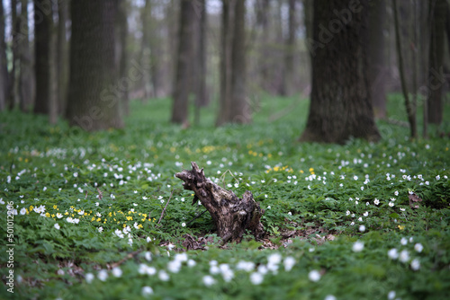 Selective focus of tree stump in floodplain forest with wild garlic and anemones. Undergrowth of bear garlic in the hardwood forest with deciduous trees and stumps.