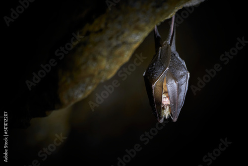 Fotografering Lesser horseshoe bat hanging in a  cave (Rhinolophus hipposideros)