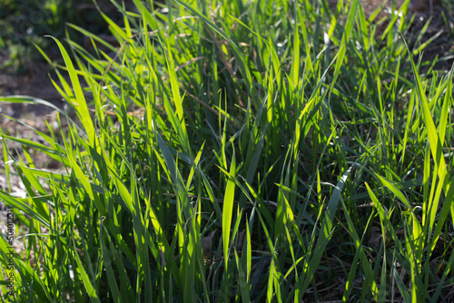 green grass background