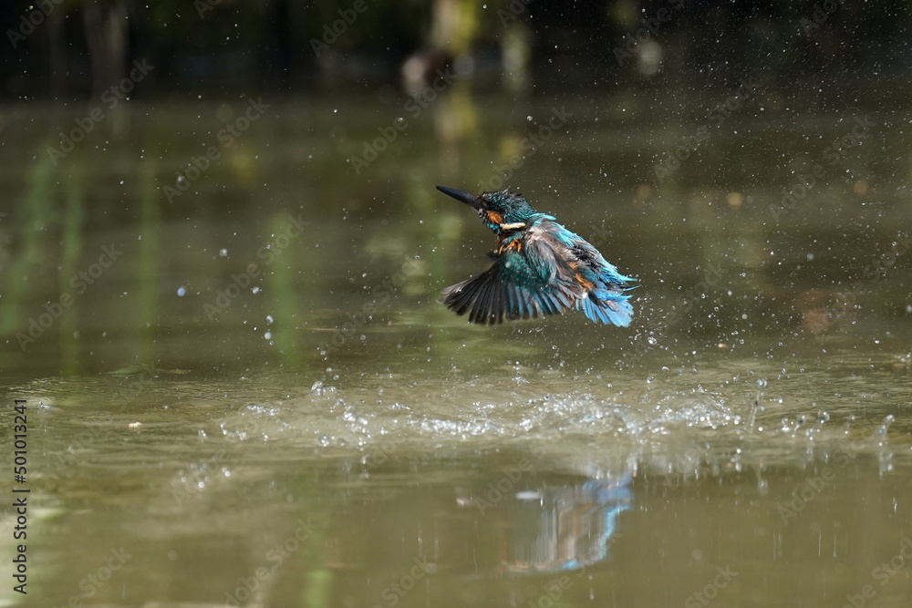 kingfisher in a forest kingfisher in a forest
