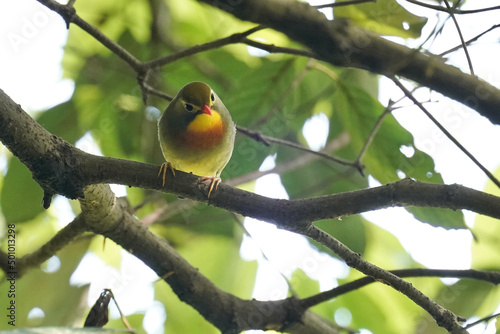 red billed leiothrix on a branch