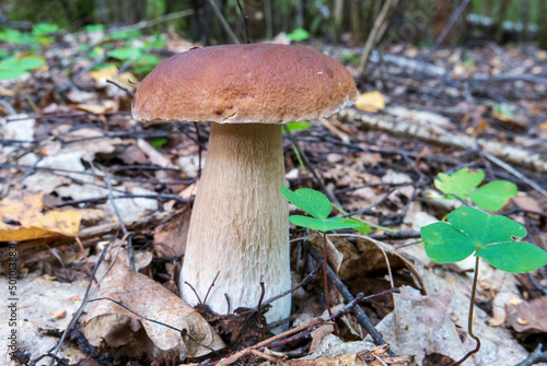 Cepes mushroom (boletus) and common wood sorrel. Forest litter in the autumn forest