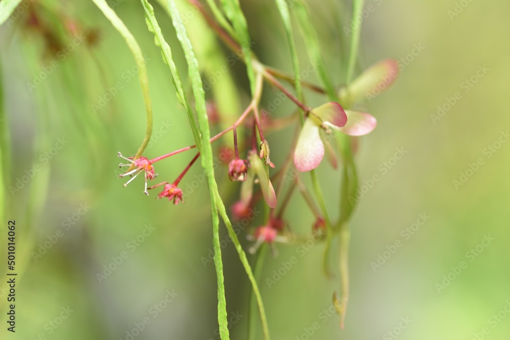 Japanese maple flowers and samara. After the flowers bloom in spring, they attach propeller-shaped samara, and then they soar in the wind and fall to the ground to sprout. Japanese maple flowers and samara. After the flowers bloom in spring, they attach propeller-shaped samara, and then they soar in the wind and fall to the ground to sprout.