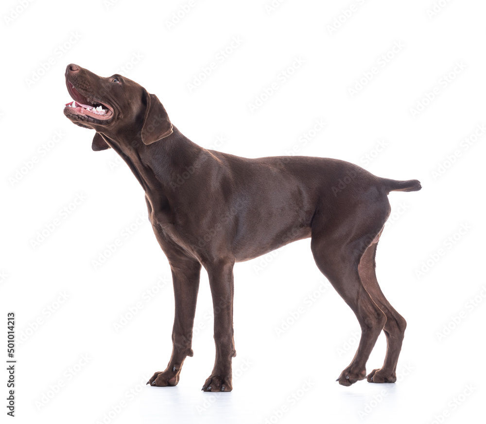 Young German Shorthaired Pointer standing