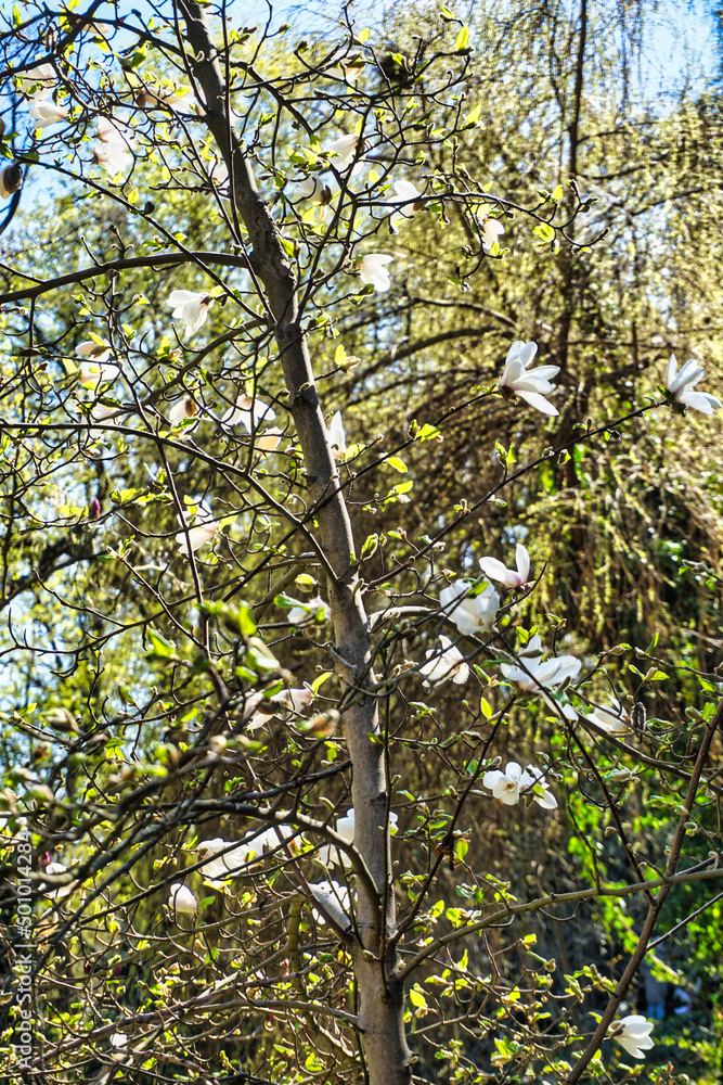 Fototapeta premium Magnolia tree with blossom flowers