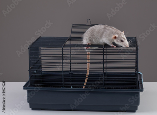 Cute bicolor rat with a cage