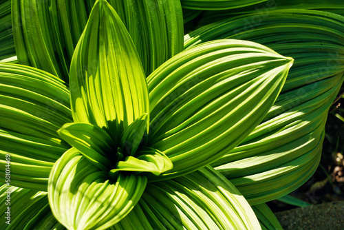 Fotografie Green flower alike plant