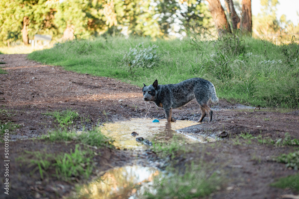 Blue heeler cattle dog playing in puddles in the Australian bush with blue ball toy