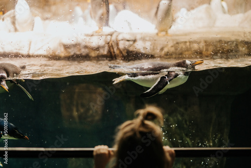 Young girl watches penguin swim by at zoo aquarium photo