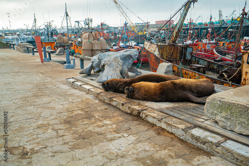 sea ​​lions in the fishing port in Mar del Plata Argentina