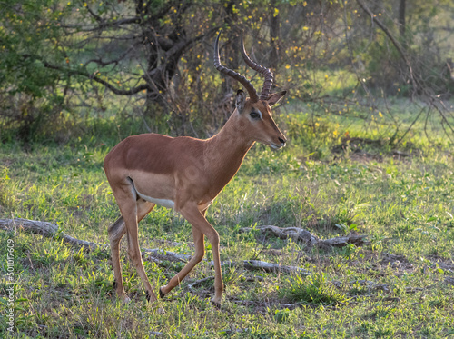 Fototapeta Naklejka Na Ścianę i Meble -  Impala in Kruger