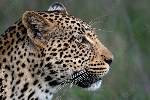 African Leopard in South Africa © Tony Campbell