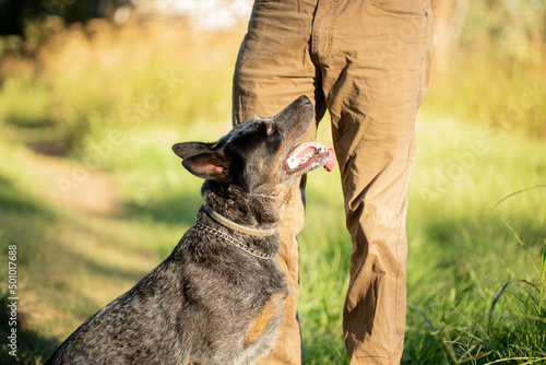 Blue Heeler cattle dog playing in the Australian bush with owner