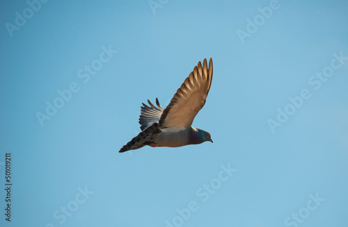 Just photo of pigeon flying © Branislav Vlajic