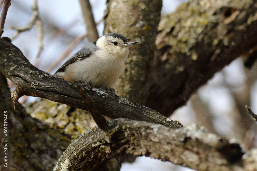 white-breasted nuthatch on a tree trunk white-breasted nuthatch on a tree trunk