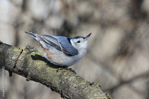 white-breasted nuthatch on a tree trunk