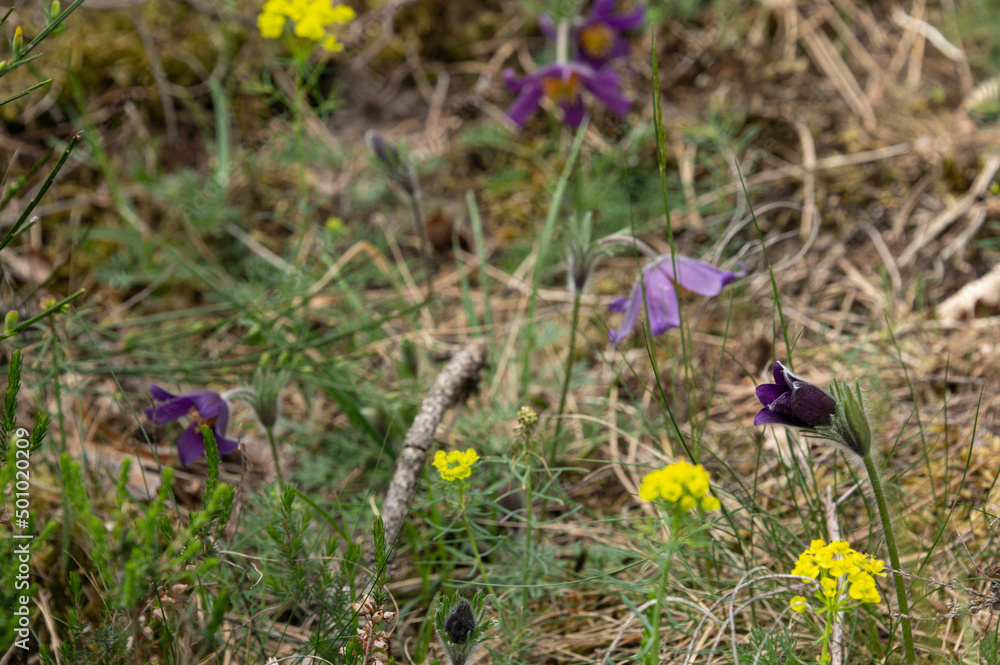 Anemone pulsatilla - Pasqueflower - Anémone pulsatille, Promenade du Cabaret-Masson Anemone pulsatilla - Pasqueflower - Anémone pulsatille, Promenade du Cabaret-Masson