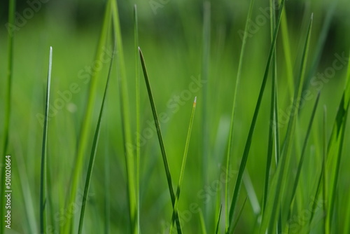 Green grass closeup background. Close-up view of fresh green grass, selective focus. Grass background - selective focus. Wheaten field.