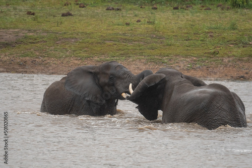 Photography Two african elephants in a pond