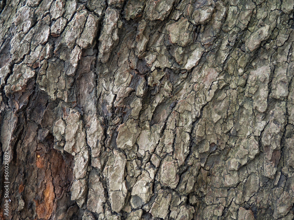 bark structure. Tree trunk close-up. Bark of tree. Botany. bark structure. Tree trunk close-up. Bark of tree. Botany.