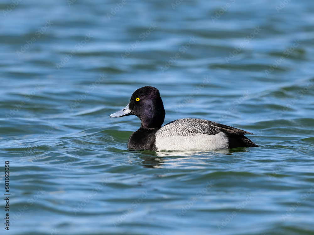 Fototapeta premium Male Lesser Scaup Swimming in Blue Water in Spring