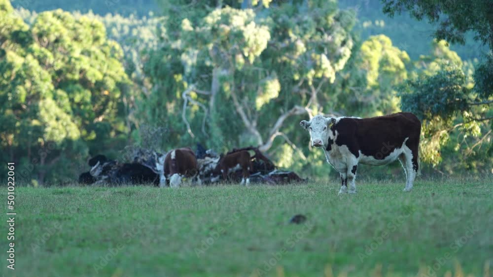 Close up of cows in the field, herefords,Angus and Murray Grey beef Cattle eating long pasture in spring and summer. under trees, in tasmania, Australia. Close up of cows in the field, herefords,Angus and Murray Grey beef Cattle eating long pasture in spring and summer. under trees, in tasmania, Australia.