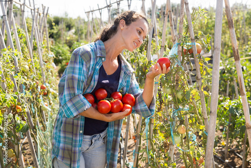 Cheerful woman picking harvest of tomatoes on the field. High quality photo © JackF