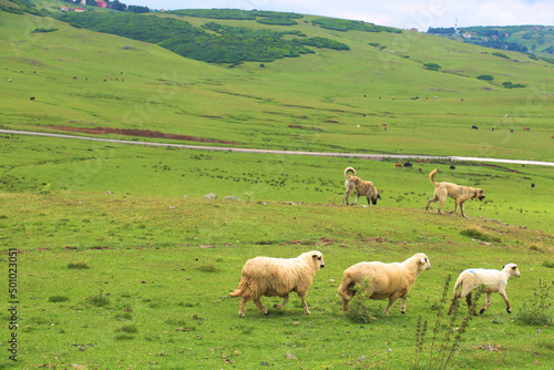 selective focus: 29.07.2021 turkey Ordu: Highland sheep wandering in greenery on Ordu's Persembe plateau