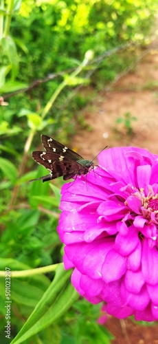 butterfly on flower