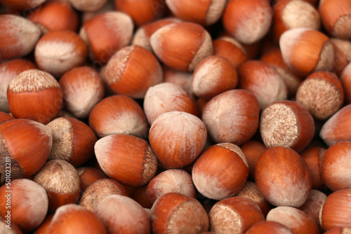 Hazelnut grown with organic fertilizer produced by villagers in Turkey. background